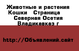 Животные и растения Кошки - Страница 8 . Северная Осетия,Владикавказ г.